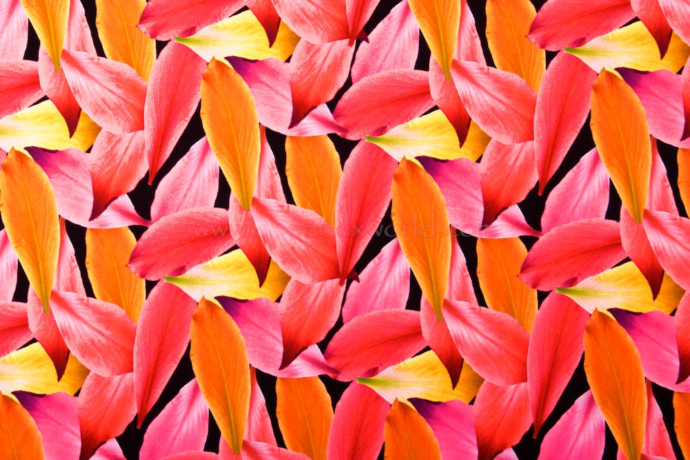 Leaf Prints  (Fuchsia/Orange/Black)