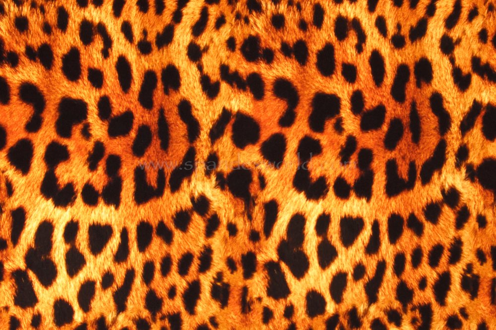 Animal Print (Brown/Gold/Black)