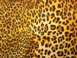 Animal Print Hologram (Black, Brown Combo)