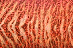 Animal Print Holograms (Burgundy/Red)